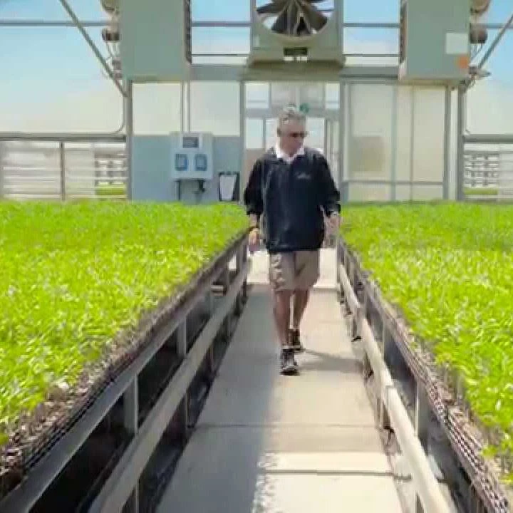 Chili Greenhouse