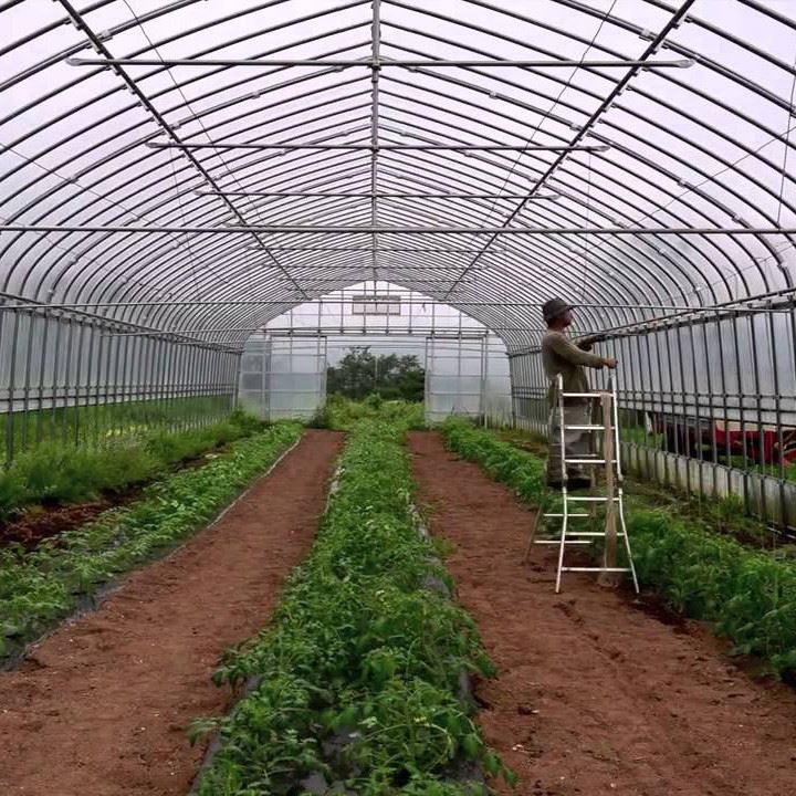 Chili Greenhouse